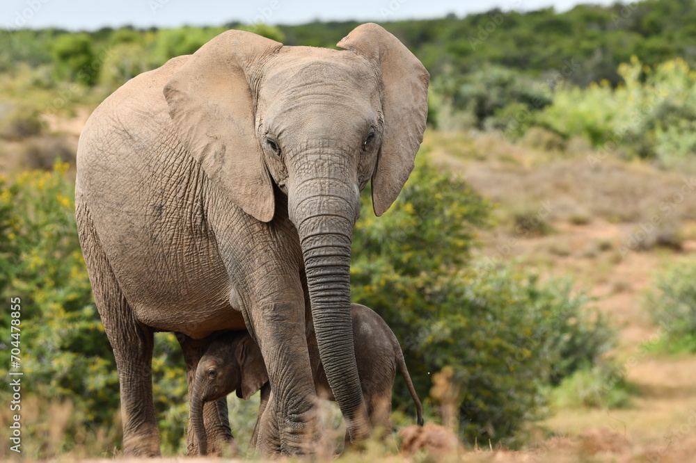 Addo Elephant National Park