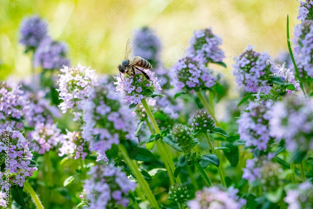 Fototapeta premium Blooming thyme, a bee collects nectar on thyme flowers