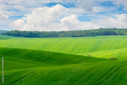 Spring landscape with a green field  a forest in the distance and a picturesque blue sky with white clouds