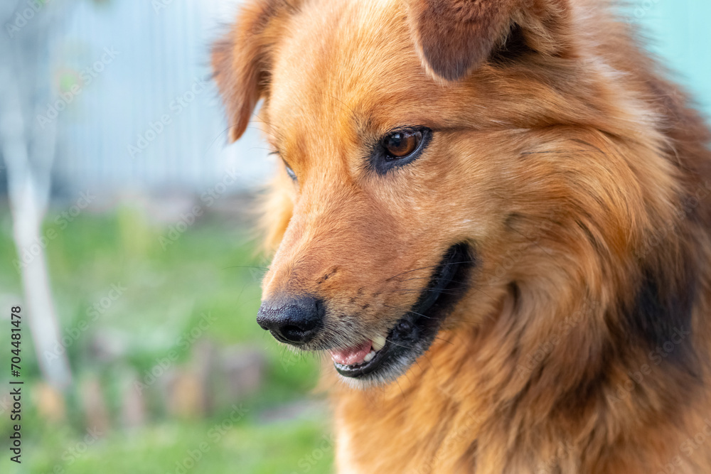 A brown shaggy dog looks down with interest A brown shaggy dog looks down with interest
