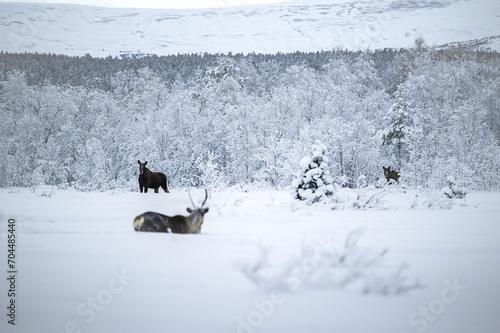 Moose cow with calf and reindeer in snow