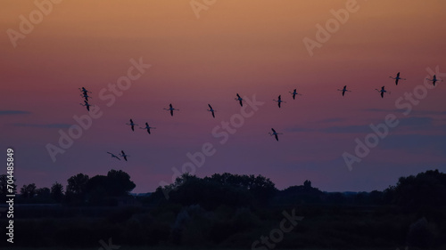volo di flamingos al tramonto photo