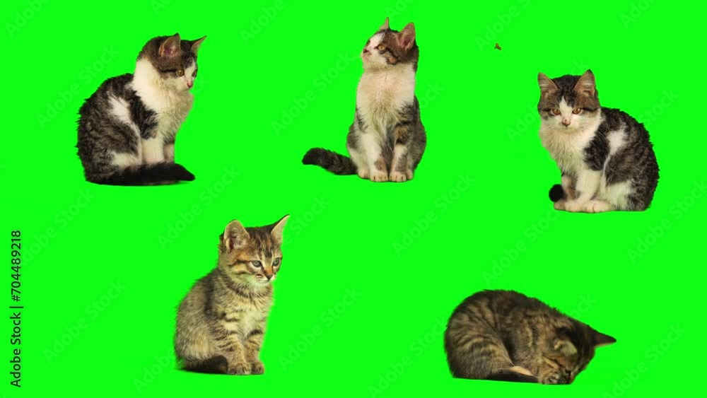cat kitten set isolated on green background screen cat kitten set isolated on green background screen