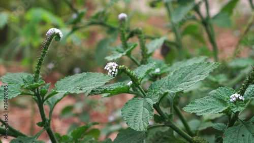 Heliotropium indicum blossom photo