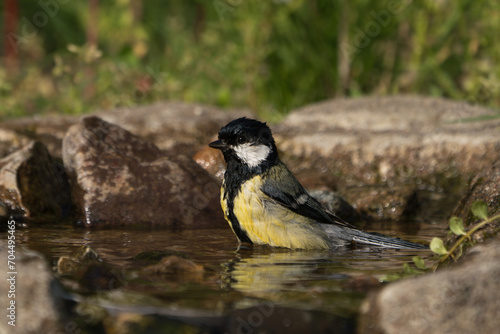 Great tit bird jumping high in the air from rocks in water with green vegetation in the background