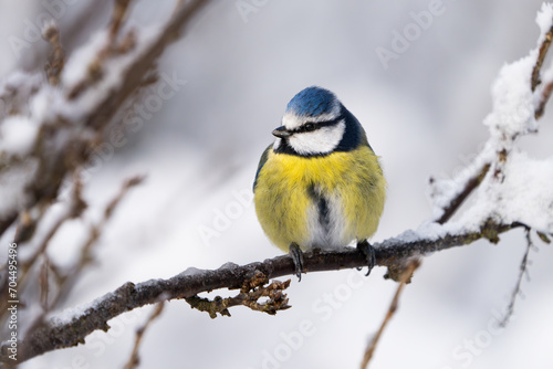 Close up front wiew of a cute blue tit bird sitting on a icy twig in winter with snow around it