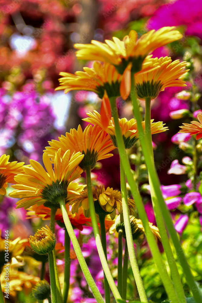 Fototapeta premium Close-up of Transvaal daisy in the garden. Bright orange wild flower, daisy, in the garden. Nature and landscape.