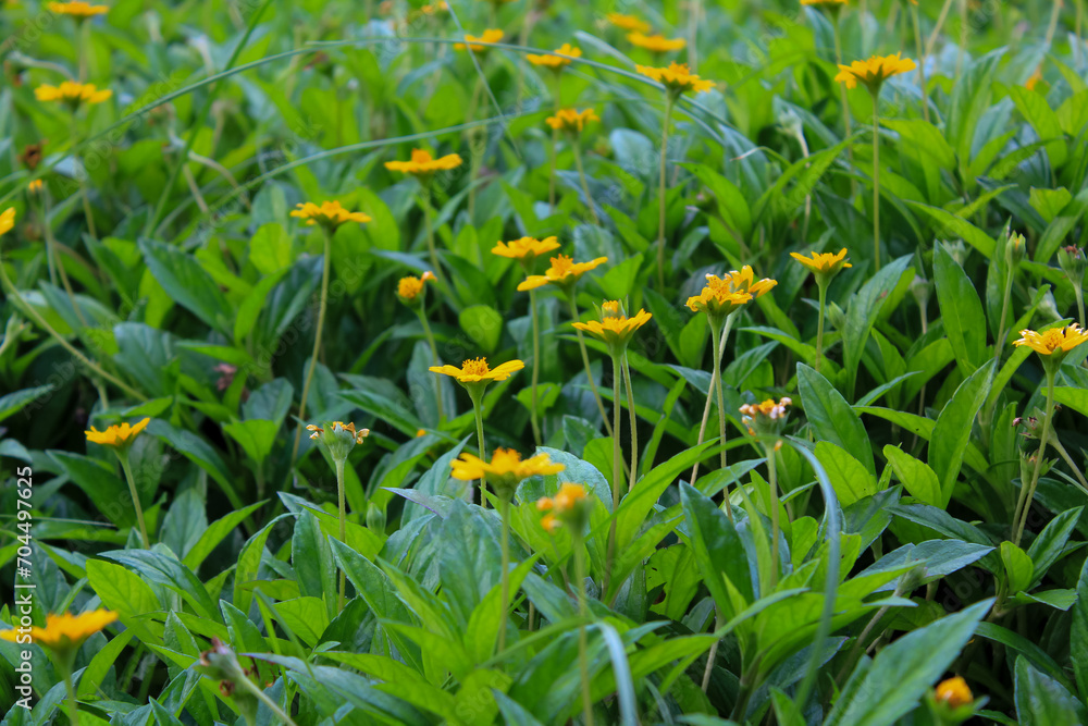 Yellow wild flowers in the rural, wedelia, a plant in the Heliantheae tribe of the Asteraceae family. Flower and nature. Yellow wild flowers in the rural, wedelia, a plant in the Heliantheae tribe of the Asteraceae family. Flower and nature.