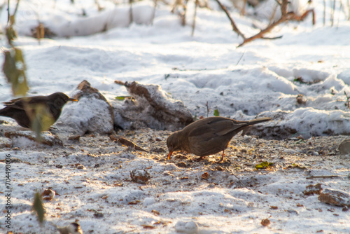 Canvas Print Blackbirds at the park in winter. Wildlife scene from nature.
