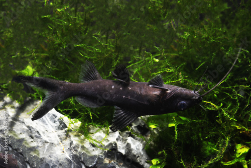 Burmese upsidedown catfish or Asian Upside Down Catfish (Mystus leucophasis) in tropical aquarium