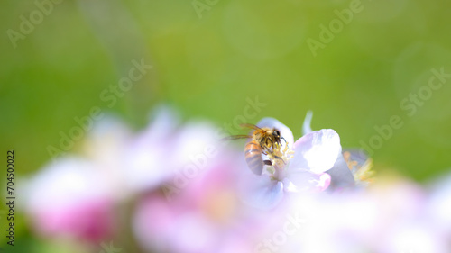 Honey bee on apple flower
