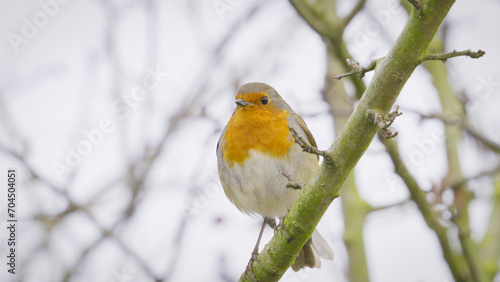 Robin red breast bird on a branch