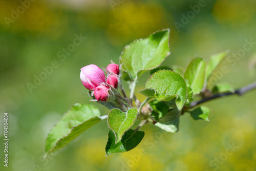 Apple tree bud in bloom
