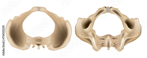 Anatomy of the Pelvis  Superior view and  Inferior view. Pelvis anatomical skeleton structure. Medical education scheme with ilium, ischium, coccyx, sacrum and pubic bone examples.  photo