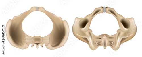 Anatomy of the Pelvis  Superior view and  Inferior view. Pelvis anatomical skeleton structure. Medical education scheme with ilium, ischium, coccyx, sacrum and pubic bone examples. 