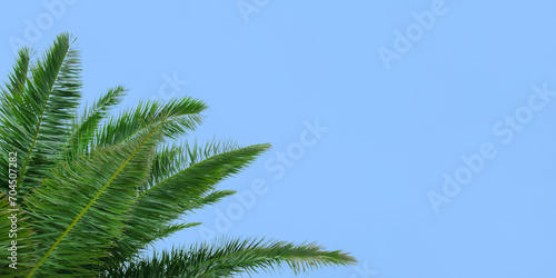 Beautiful web banner with palm branches on blue background with place for text. Background from tropical trees. Palm tree against blue sky. Tropical plant. Exotic travel. Green branches of a Palm tree © Mariia