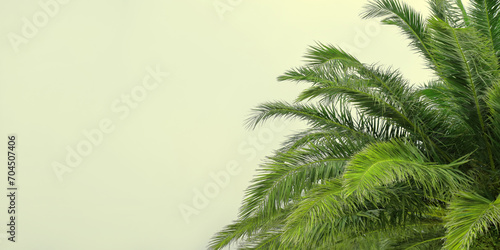 Beautiful web banner with palm branches on yellow background with place for text. Background from tropical trees. Palm tree. Tropical plant. Exotic travel. Green branches of a Palm tree