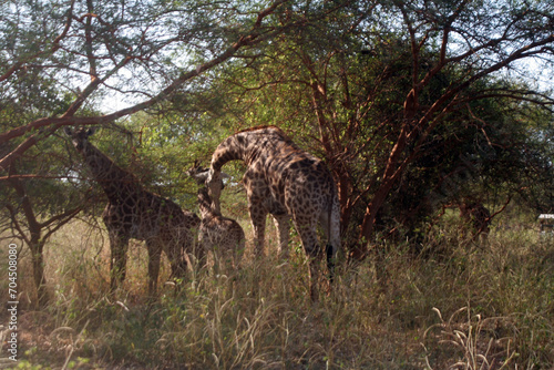 Une famille girafe