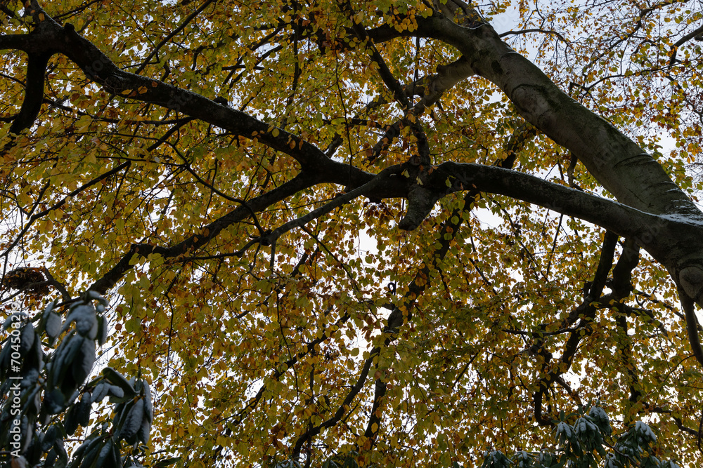Fototapeta premium branches of an autumn tree
