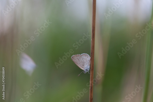 Beautiful Butterfly in Nature Place photo