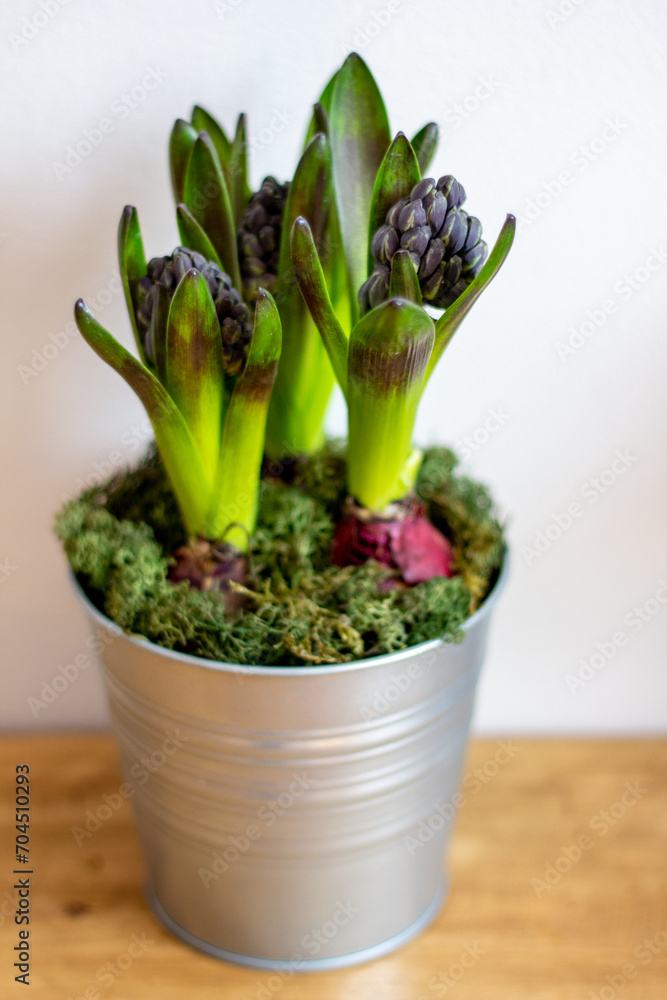 hyacinths hyacinths