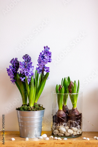 Fototapeta Naklejka Na Ścianę i Meble -  hyacinths