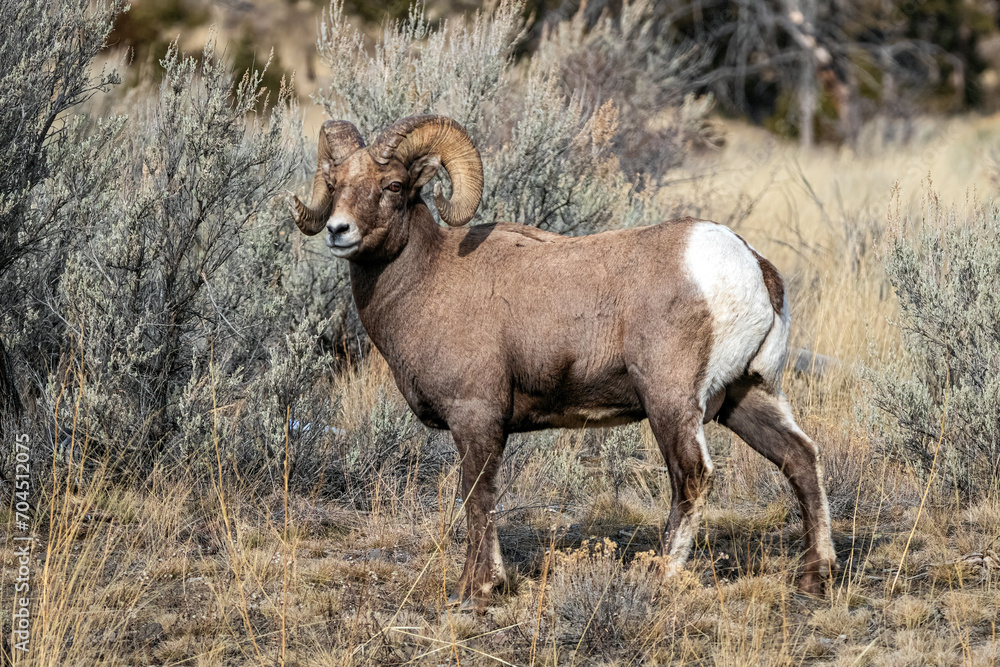 Bighorn ram standing in a field of sagebrush in the northwest Wyoming wilderness landscape. Bighorn ram standing in a field of sagebrush in the northwest Wyoming wilderness landscape.