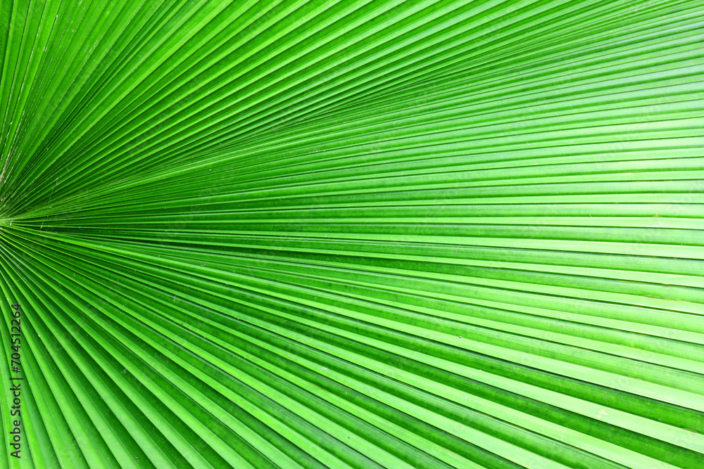Close up green palm leaf texture, abstract palm leaf horizontal background Close up green palm leaf texture, abstract palm leaf horizontal background