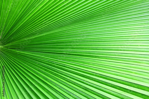 Close up green palm leaf texture  abstract palm leaf horizontal background