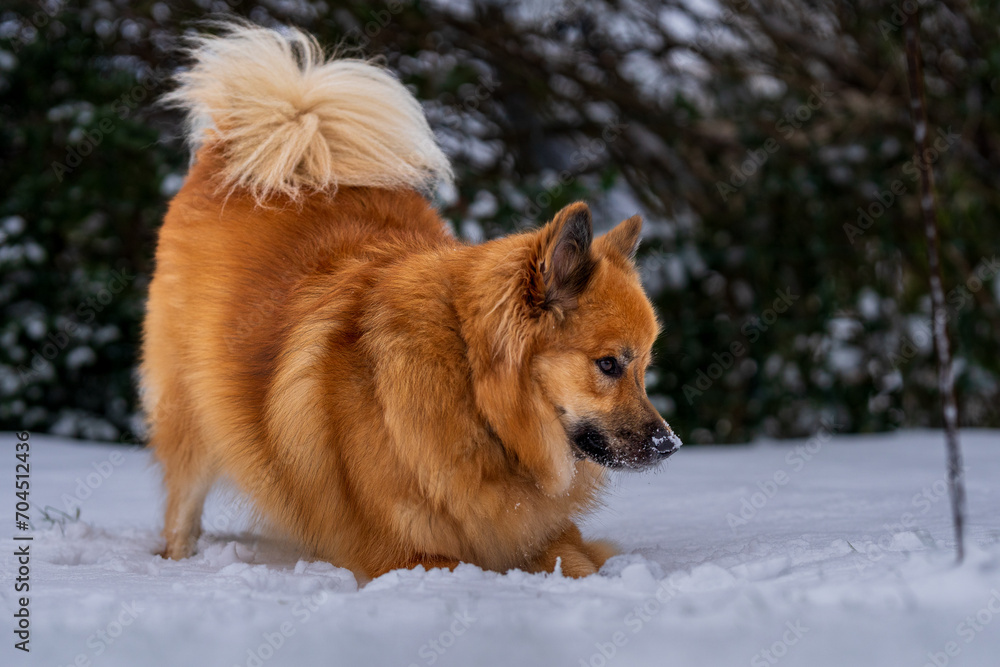 Icelandic sheepdog in snow