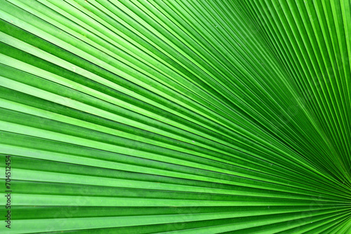 Close up green palm leaf texture  abstract palm leaf background