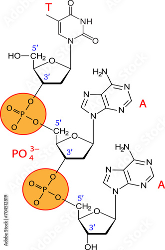 Vector illustration  of phosphodiester bonds 
 between three nucleotides.