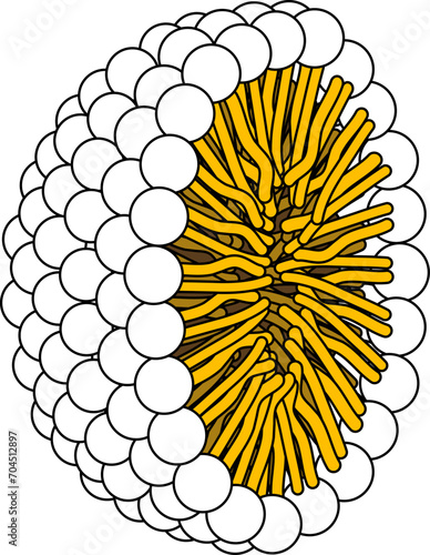 Structure of Phospholipid Molecule in  Micelle .Vector illustration.