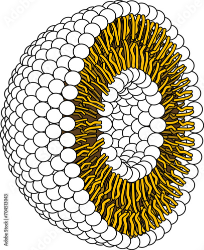 Structure of Phospholipid Molecule in Liposome.Vector illustration.