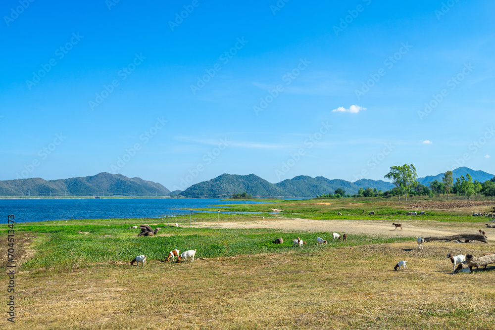Goats around the green grassland with water dam in background.