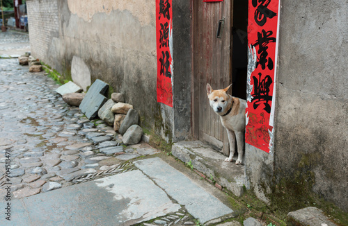 Chinese dog on the street