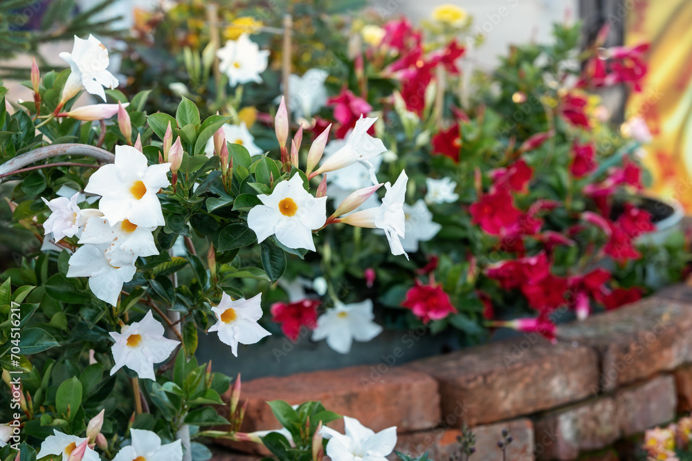 Photo of tropical exotic flower of white dipladenia or mandevilla in in