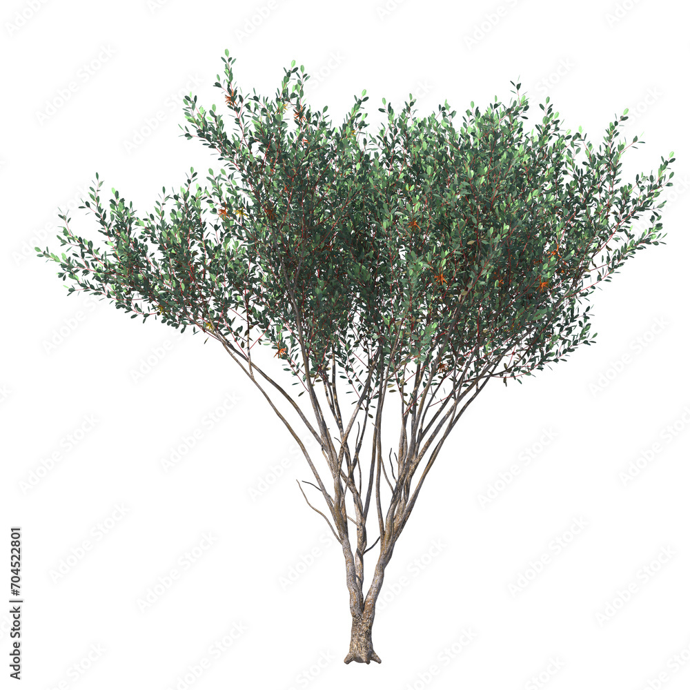 eucalyptus lehmannii, bushy yate, evergreen, small tree, bush, tree, big tree, light for daylight, easy to use, 3d render, isolated