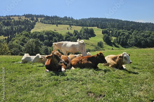 krowy na pastwisku w polskich górach