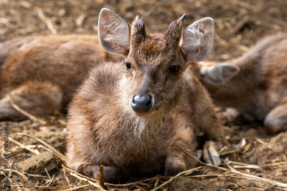 Fototapeta premium Deer, Cervus timorensis, Mauritius, East Africa