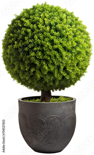 Sphere topiary on pot illustration PNG element cut out transparent isolated on white background ,PNG file ,artwork graphic design. photo