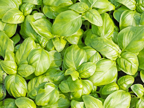 basil the typical aromatic plant of southern european and italian cuisine photo