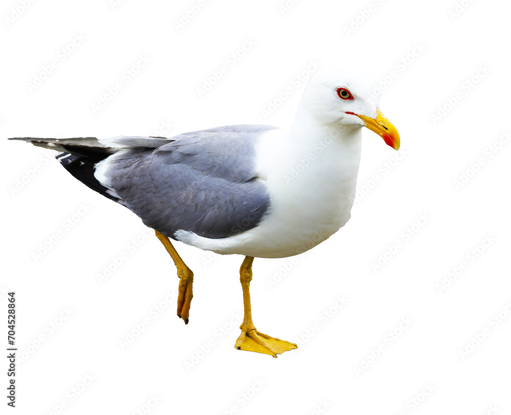 Fototapeta premium Gull with yellow beak and webbed legs on white