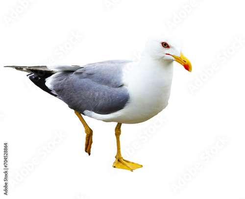 Gull with yellow beak and webbed legs on white