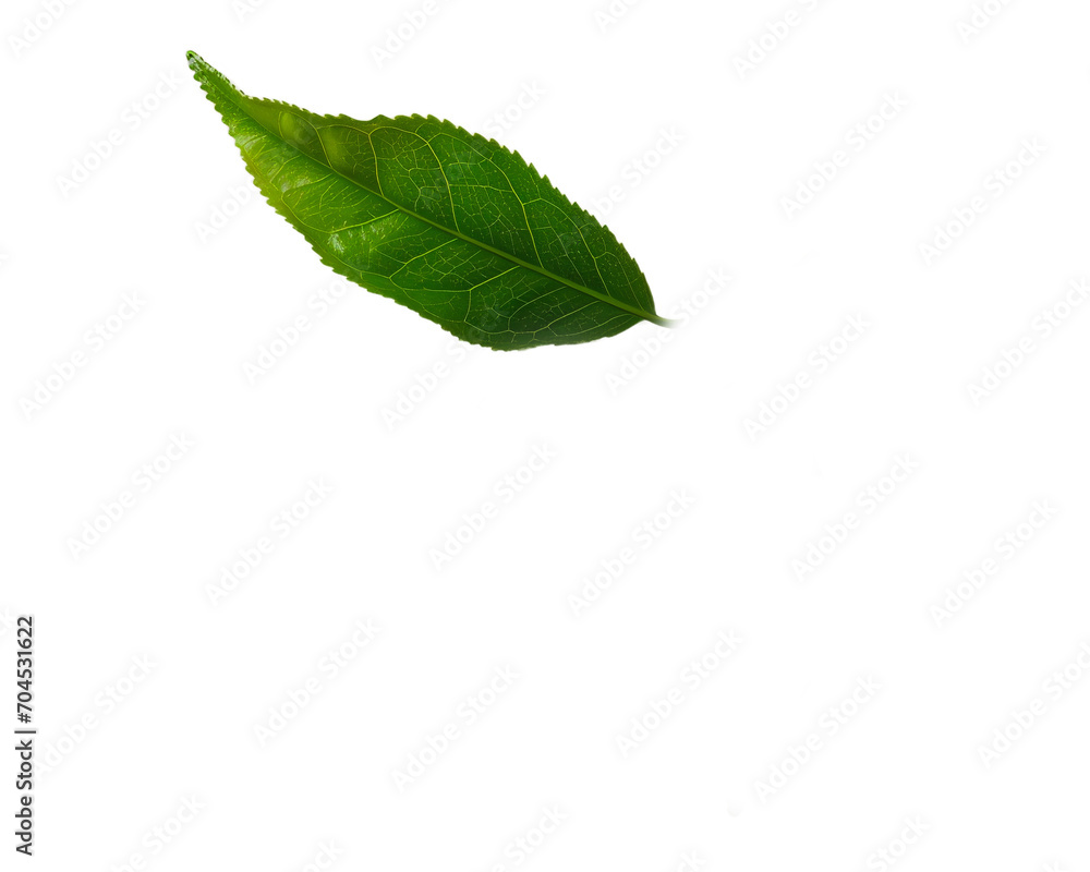 Fototapeta premium Green leaf isolated on white background