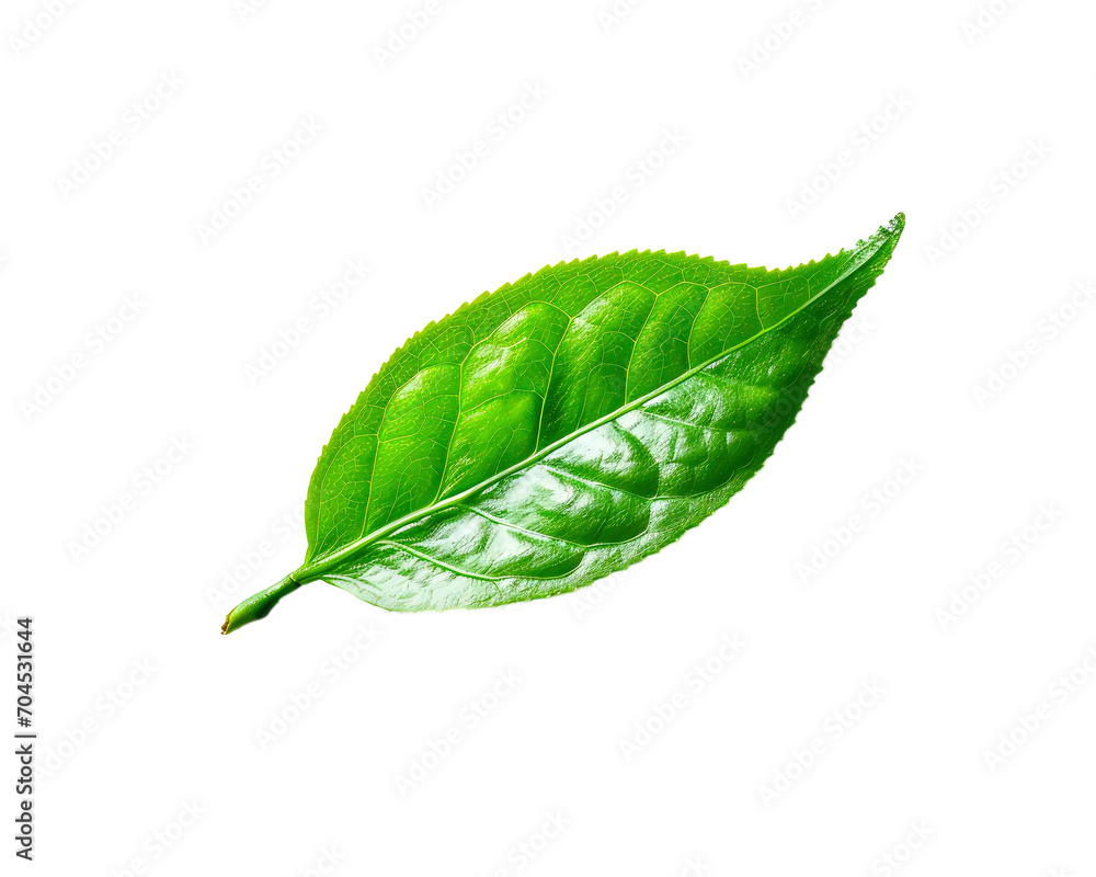 Obraz premium Green leaf isolated on white