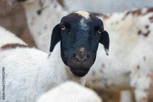 The Dorper is a South African breed of domestic sheep developed by crossing Dorset Horn and the Blackhead Persian sheep. Dorper is a fast-growing meat-producing sheep. photo
