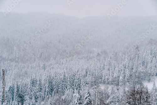Snowy coniferous forest on the slopes of misty mountains