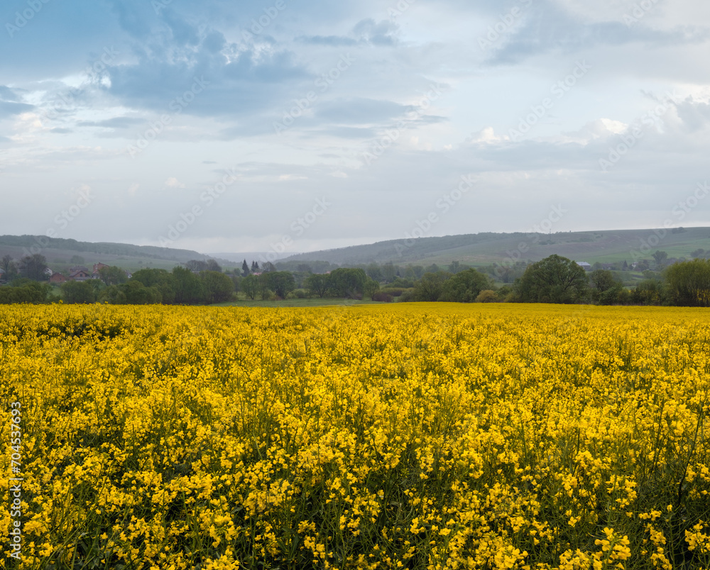 Spring yellow flowering rapeseed fields