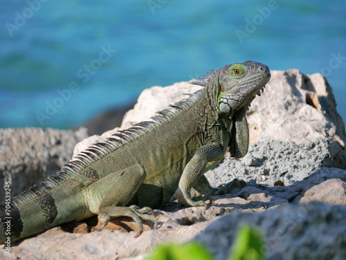 Iguana on the rock beach.